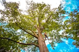 Best Arborist Consultation Services  in Kemah, TX