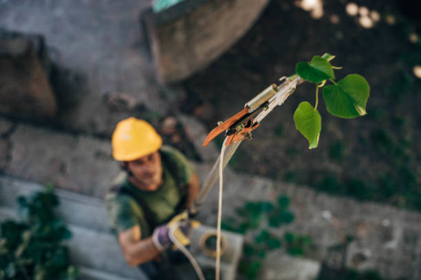  Kemah, TX Tree Removal Pros