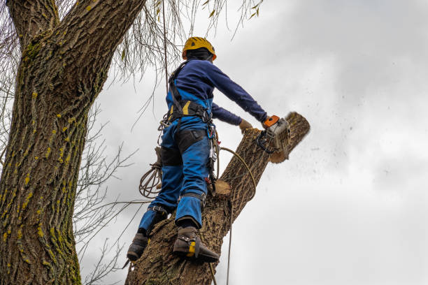 Best Seasonal Cleanup (Spring/Fall)  in Kemah, TX
